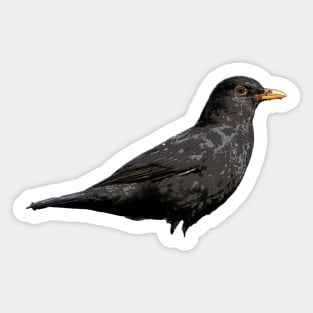 Blackbird Sticker